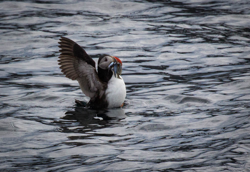 Puffin